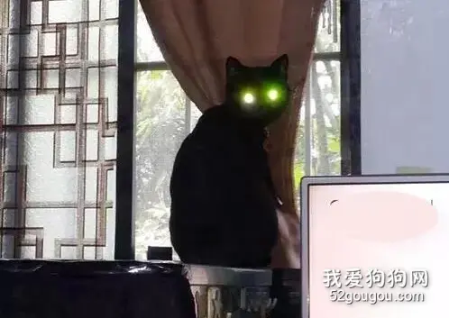 猫奴看到猫面对着窗帘不知道干嘛，就叫了它一声，当猫转过头，差点吓哭~