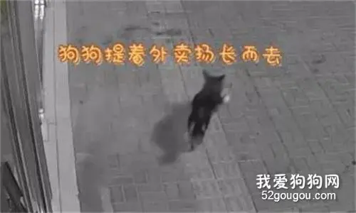 女主播深夜点外卖频繁被偷，狗子：不是偷，是捡！
