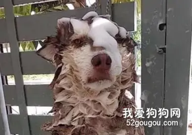 雪橇犬拆家成瘾，于是主人这样惩罚它，太心疼狗了！