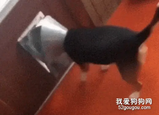 狗子想钻狗洞出去玩，可它忘记自己戴着这玩意...笑哭