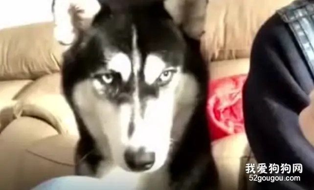 二哈看主人吃东西一脸不想吃的表情，可口水却流了一地了....