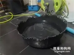 下班发现水碗被咬这样，网友正想教训狗子，转头却笑喷！