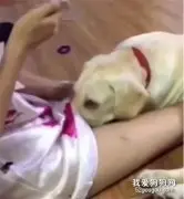 狗狗把头塞进女主人的裙子里，画面瞬间尴尬了！