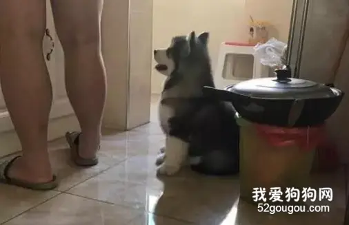 这只阿拉斯加宝宝，乖乖等麻麻做饭的样子真的超级软萌！