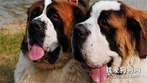 如何办理犬证？