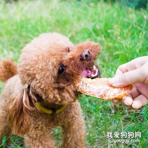 狗狗训练零食