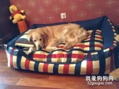 怎么训练狗狗习惯睡狗窝呢？