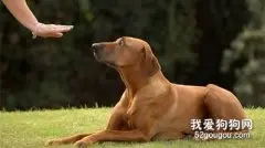 哪些狗狗容易训练呢？
