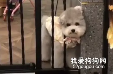 泰迪：可能这就是胖子的苦恼吧！