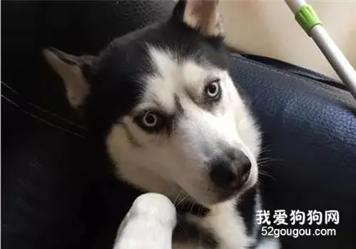 二哈咬伤自己的小牙签，主人急得发帖求助，网友：先让我笑一会！