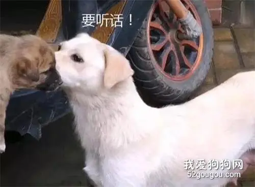 狗妈妈送别最后一只小狗，依依不舍：到主人家要听话…