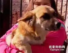 小黄狗死守垃圾袋不肯走，主人跑过去一看吓得尖叫！