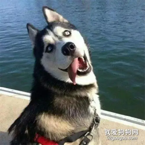二哈每天精力旺盛猛拆家，知道真正原因后的主人无语了...