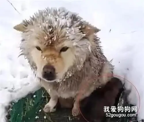 狗妈妈被冻得直发抖，却像丰碑一样矗立着，靠近后瞬间落泪了！