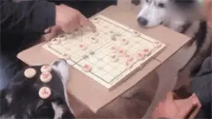 网友下棋找不到桌子，于是就看上了两只二哈，狗子太惨了！
