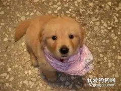 素食主义网友领养幼犬，竟要求小狗一起吃素，几个月后出大问题！