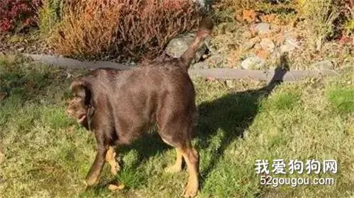 风景照上莫名多了头牛，仔细看过才发现...不忍直视！