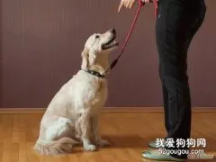 宠物犬的静止停坐与坐姿训练