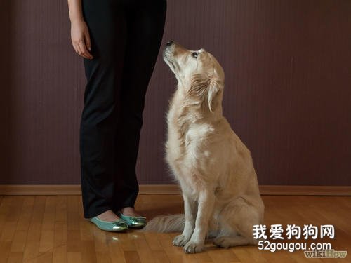 宠物犬的静止停坐与坐姿训练