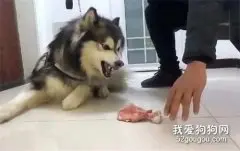 狗狗特别护食怎么办?