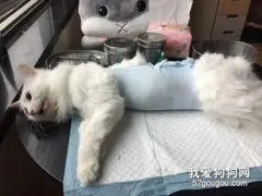 猫冬天绝育好还是夏天绝育好？