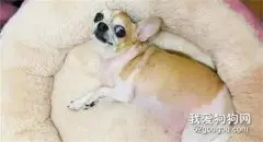 帮狗买衣服被爸爸嫌弃，隔天爸爸的举动，让网友笑喷了！