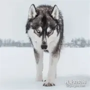 最像狼的狗竟然不是哈士奇，科学家公布研究结果后，居然是它！