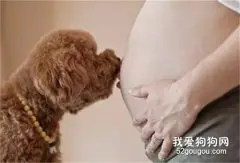 孕妇到底能不能养宠物？