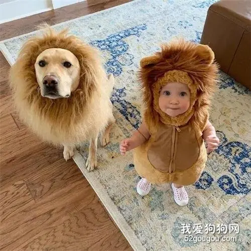 给宝宝买了个狮子装后，狗砸很开心：我就知道我也是亲生的！