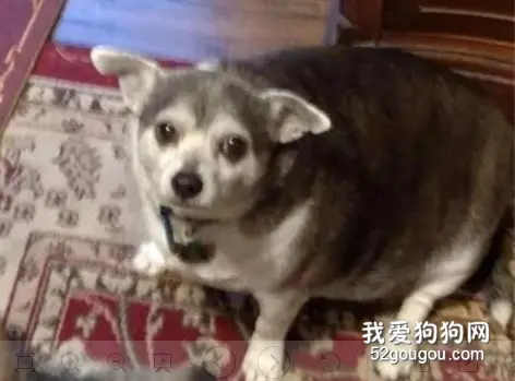奶奶不能走，她让邻居帮忙遛狗，结果7个月后竟变化惊人！
