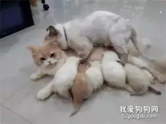 猫妈正辛苦喂奶，猫爸突然扑了上来...人神共愤！