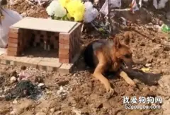 主人去世后，德牧绝食趴在坟前不愿离开