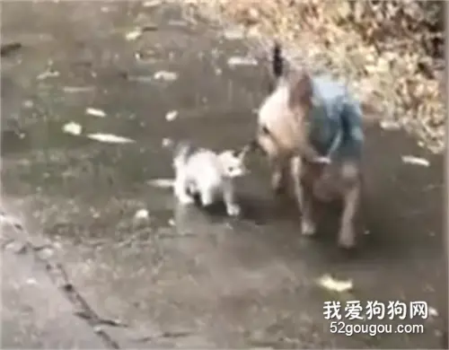 网友家的狗狗领了一只小流浪猫回家，实在是太暖了！