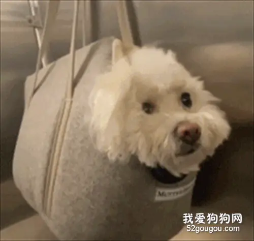 狗子被主人遗忘在厕所，当它被发现时，小表情委屈死了！