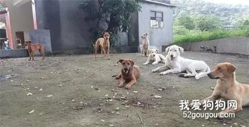 每次在墓地喊“小朋友”，都会有好几个身影飞奔而来...