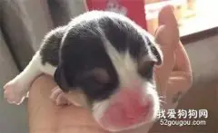 柯基没见过妈妈，它是网友一手养大的，狗：主人就是妈妈