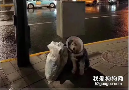 带着耻辱罩的古牧坐在街头满脸愧疚：我把主人弄丢了。