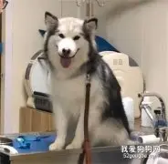 主人带二哈去看病，医生一看到它瞬间就笑喷：我们这里不治秃头！