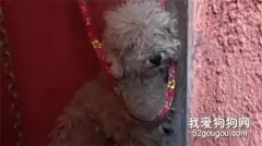 流浪泰迪被救之后，拼命萌讨好人类，网友却看哭了！