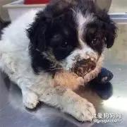 在收容所里遇到一只人造“怪物”，而它却选择原谅人类...