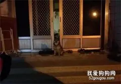 为等主人，阿柴凌晨强忍睡意坐门口，一见主人就露出灿烂笑容！