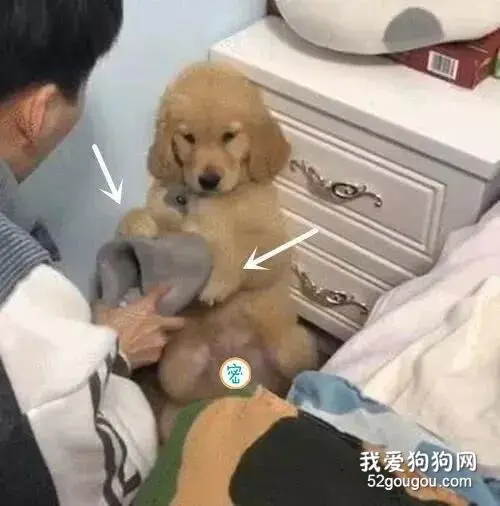 金毛：我只想问问今晚吃啥
