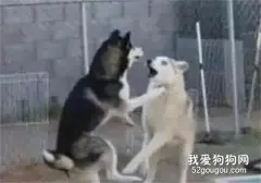 两只二哈一言不合就打了起来，可旁边居然有个瑟瑟发抖的围观者，笑喷了！