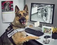 假如警犬会自己去破案，那一定很帅吧！