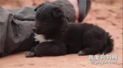 野外捡到一只小黑熊，男子带回家养了几个月后，惊呆了！