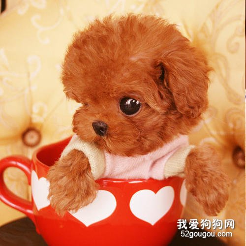 茶杯泰迪犬