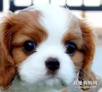 查理王小猎犬掉毛吗?