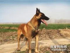 如何判断马犬纯不纯，选购马犬时有哪些注意事项？