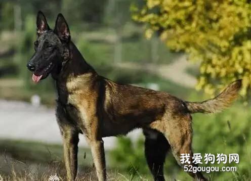 如何判断马犬纯不纯，选购马犬时有哪些注意事项？