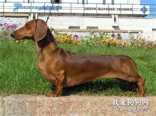 腊肠犬多少钱一条？挑选腊肠犬时需要注意些什么？